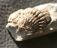 Geesops sparsinodosus gallicus (Struve, 1982)