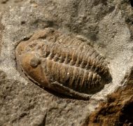 Parabathycheilus sp.