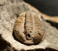 Parabathycheilus sp.
