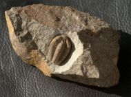 Parabathycheilus sp.