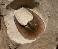 Harpes sp.
