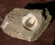 Harpes sp.