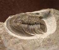 Tropidocoryphe sp.