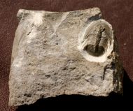Tropidocoryphe sp.