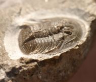 Tropidocoryphe sp.