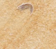 Franconipenaeus meyeri (OPPEL, 1862)
