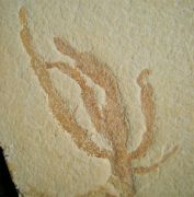 Codites elongatus STERNBERG