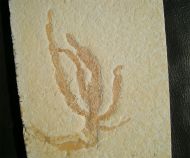 Codites elongatus STERNBERG