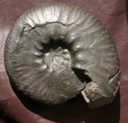 Prodichotomites hollwedensis (KEMPER, 1978)