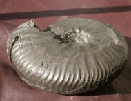 Prodichotomites hollwedensis (KEMPER, 1978)