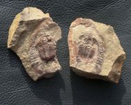 Euloma sp.