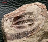 Euloma sp.