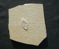 ?Palaeoheteroptera lapidaria WEYENBERGH 1869