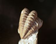 Kainops invius  Campbell 1977