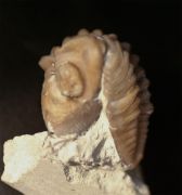 Kainops invius  Campbell 1977