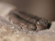 Eldredgeops rana (Green, 1832)