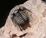 Leonaspis sp.