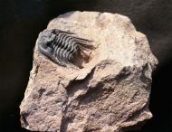 Leonaspis sp.