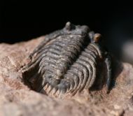 Leonaspis sp.