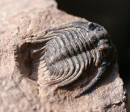 Leonaspis sp.