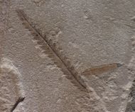 Gleichenia sp