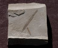 Gleichenia sp
