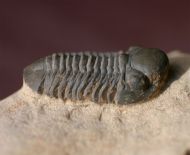 Reedops pembertoni (McKellar et.al. 2009)