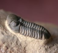 Reedops pembertoni (McKellar et.al. 2009)