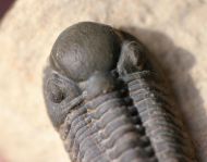 Reedops pembertoni (McKellar et.al. 2009)