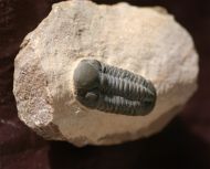 Reedops pembertoni (McKellar et.al. 2009)