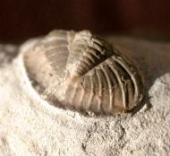 Tropidocoryphe barroisi (MAILLIEUX,1904)
