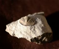 Tropidocoryphe barroisi (MAILLIEUX,1904)