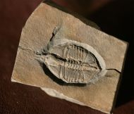 Ampyx linleyensis WHITTARD, 1955