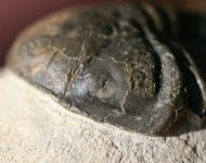 Struveaspis sp.