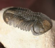 Struveaspis sp.