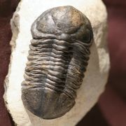 Struveaspis sp.
