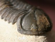 Struveaspis sp.