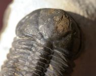 Struveaspis sp.