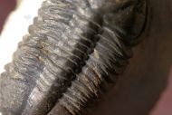 Struveaspis sp.