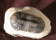 Struveaspis sp.