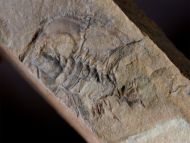 Zacanthoides typicalis (Walcott, 1886)