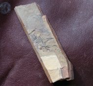 Zacanthoides typicalis (Walcott, 1886)