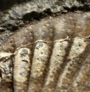 Calycoscutellum grafi BASSE, 2004
