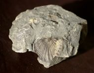 Calycoscutellum grafi BASSE, 2004