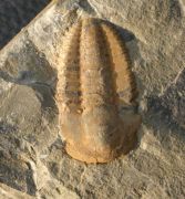Kingapis cf. sarhroensis   GEYER 1990