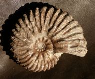 Hoplites dentatus (SOWERBY, 1821)
