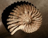 Hoplites dentatus (SOWERBY, 1821)