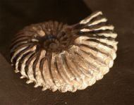 Hoplites dentatus (SOWERBY, 1821)
