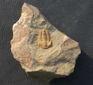 Ornamentaspis crassilimbata GEYER 1990