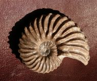 Hoplites dentatus (SOWERBY, 1821)